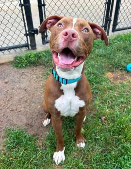 Funfetti -  Pit Bull Terrier Dog for Adoption in Reisterstown, Maryland - Funfetti | PetCurious