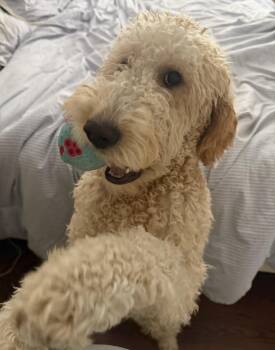 Kiwi -  Goldendoodle Dog for Adoption in Closter, New Jersey - Kiwi | PetCurious