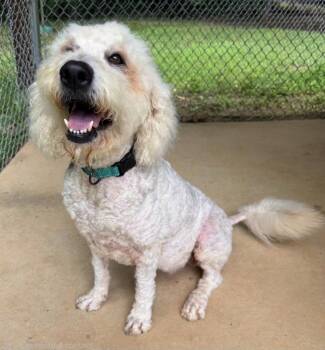 Treasure -  Golden Retriever Dog for Adoption in Ellijay, Georgia - Treasure | PetCurious
