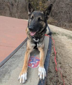 Dutch Shepherd Dogs Available for Adoption - Khali | PetCurious