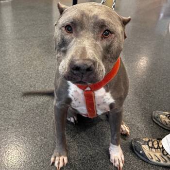 Rescue Mixed Breed Dogs for Adoption in Allentown, Pennsylvania - Mace | PetCurious