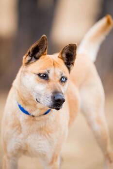 Karlie 2 -  Shepherd Dog for Adoption in Fort Lupton, Colorado - Karlie 2 | PetCurious