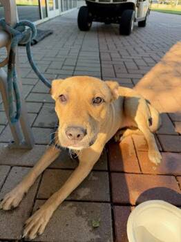 Bow-Wow -  Carolina Dog and German Shepherd Dog Dog for Adoption in Austin, Texas - Bow-Wow | PetCurious