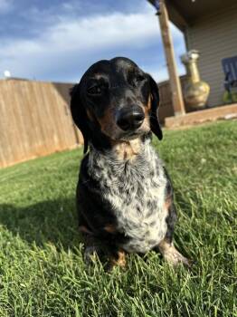 Stevie -  Dachshund Dog for Adoption in Shawnee, Oklahoma - Stevie | PetCurious