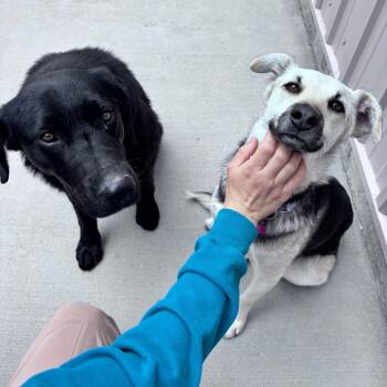 Onyx -  Black Labrador Retriever and Mixed Breed Dog for Adoption in Bismarck, North Dakota - Onyx | PetCurious