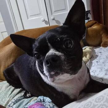 Amelia -  Boston Terrier Dog for Adoption in Decatur, Alabama - Amelia | PetCurious