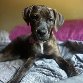 Rescue Cane Corso and Plott Hound Dogs for Adoption in Smithfield, North Carolina - Amber | PetCurious