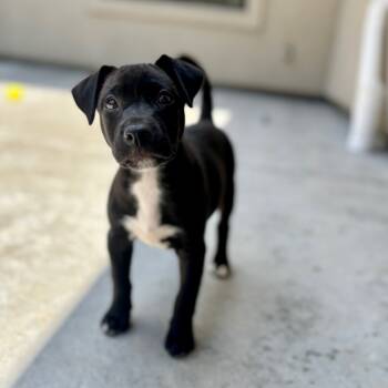 Rescue Black Labrador Retriever Dogs for Adoption in Parkersburg, West Virginia - Shadow | PetCurious