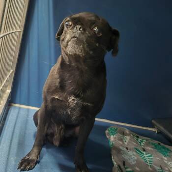 Tiny Tim -  Pug Dog for Adoption in Yuma, Arizona - Tiny Tim | PetCurious