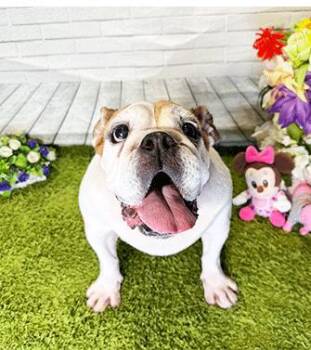 English Bulldog Dogs Available for Adoption in Castro Valley, California - ALEXA | PetCurious
