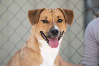 Rescue Shepherd Dogs for Adoption in Twentynine Palms, California - Azilia | PetCurious