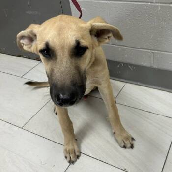 Boo -  Black Mouth Cur Dog for Adoption in Lufkin, Texas - Boo | PetCurious