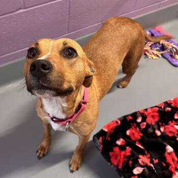 Spirit -  Terrier and Beagle Dog for Adoption in Mount Vernon, Indiana - Spirit | PetCurious