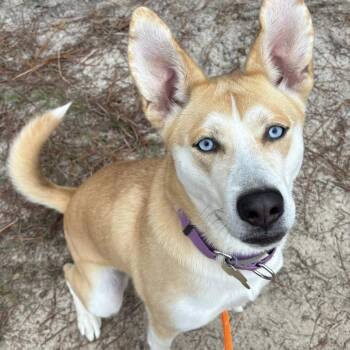 Husky and Mixed Breed Dogs Available for Adoption in Freeport, Florida - Ella | PetCurious