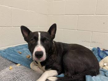 LEENA -  Border Collie Dog Available for Adoption in Auburn, California - LEENA | PetCurious