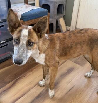 Gravy -  Border Collie Dog for Adoption in Deming, New Mexico - Gravy | PetCurious