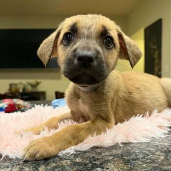 Puppy Gray -  Bullmastiff and German Shepherd Dog Dog for Adoption in Manchester, Pennsylvania - Puppy Gray | PetCurious