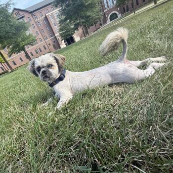 Popcorn -  Shih Tzu Dog for Adoption in York, Pennsylvania - Popcorn | PetCurious