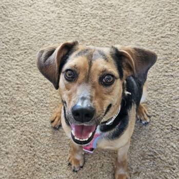 Beagle and German Shepherd Dog Dogs Available for Adoption - Hank | PetCurious