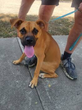 Willow -  Boxer Dog for Adoption in Dallas, Texas - Willow | PetCurious