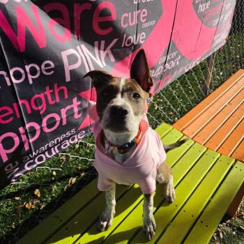 Opal -  Cattle Dog and Mixed Breed Dog for Adoption in Port Richey, Florida - Opal | PetCurious