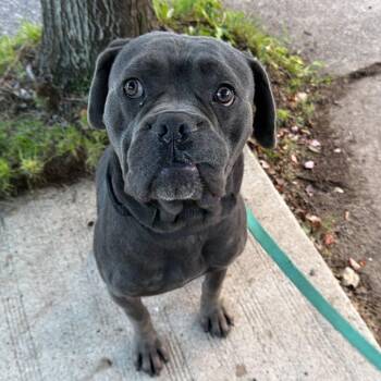 Joker -  Cane Corso Dog for Adoption in Manchester, Pennsylvania - Joker | PetCurious