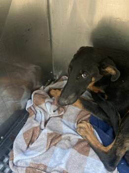 AMETHYST -  Mixed Breed Dog for Adoption in Dallas, Texas - AMETHYST | PetCurious