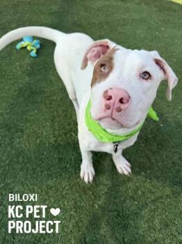 Pit Bull Terrier and Mixed Breed Dogs Available for Adoption in Kansas City, Missouri - Biloxi | PetCurious