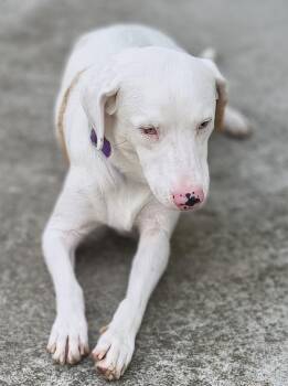Catahoula Leopard Dog Dogs Available for Adoption in Plymouth, Michigan - Whitney | PetCurious