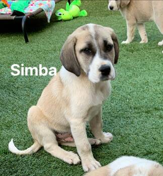 Great Pyrenees and Hound Dogs Available for Adoption in Douglas, Massachusetts - Simba  | PetCurious
