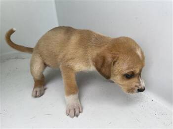 A657297 -  Chihuahua Dog for Adoption in Houston, Texas - A657297 | PetCurious