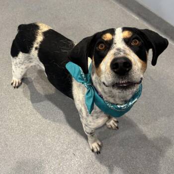 Bob -  Mixed Breed Dog for Adoption in Canal Winchester, Ohio - Bob | PetCurious