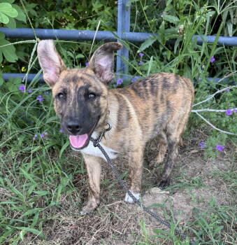 Rescue Shepherd and American Bulldog Dogs for Adoption in Tarrytown, Georgia - Julius | PetCurious