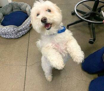 Maltese and Miniature Poodle Dogs Available for Adoption - Lucky | PetCurious