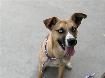 Basenji and Mixed Breed Dogs Available for Adoption - TESSI | PetCurious