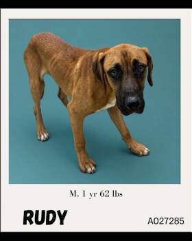 Rudy -  Mixed Breed Dog for Adoption in Charlotte, Michigan - Rudy | PetCurious