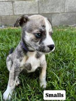 Smalls -  French Bulldog and Mixed Breed Dog for Adoption in Honolulu, Hawaii - Smalls | PetCurious