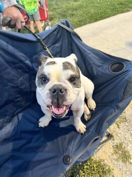 Jack -  American Bulldog Dog for Adoption in Indianapolis, Indiana - Jack | PetCurious