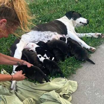Juniper -  Border Collie and Mixed Breed Dog for Adoption in Overland Park, Kansas - Juniper | PetCurious