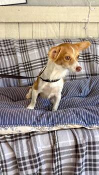 Marnie -  Chihuahua Dog for Adoption in Fort Worth, Texas - Marnie | PetCurious
