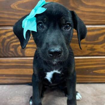 Mabel -  Black Labrador Retriever and Hound Dog for Adoption in The Colony, Texas - Mabel | PetCurious