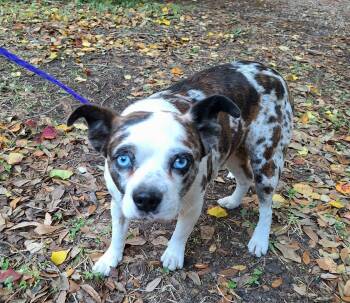 Pug and Boston Terrier Dogs Available for Adoption in Missouri City, Texas - Kamalo OR14172-T | PetCurious