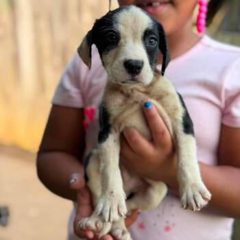 Tariq -  Mixed Breed Dog for Adoption in Buffalo, Minnesota - Tariq | PetCurious