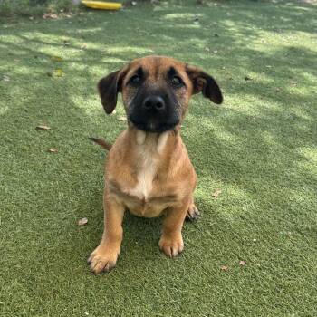 Mixed Breed and None Dogs Available for Adoption in Loxahatchee Groves, Florida - Galaxy* 7273 | PetCurious