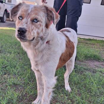 Border Collie and Mixed Breed Dogs Available for Adoption - Mallory | PetCurious