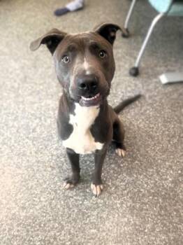 Twizzler -  Pit Bull Terrier and Mixed Breed Dog for Adoption in Westland, Michigan - Twizzler | PetCurious