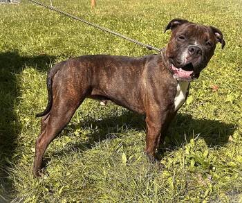 BRADY -  Boxer Dog for Adoption in Beech Bottom, West Virginia - BRADY | PetCurious