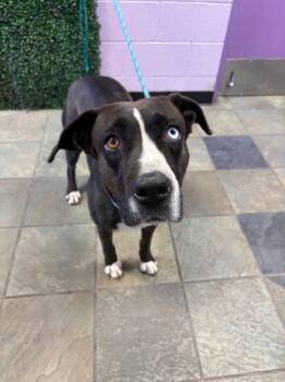 Mixed Breed Dogs Available for Adoption in El Paso, Texas - 60962550 | PetCurious