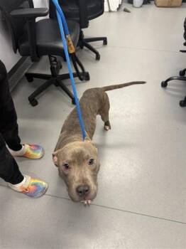 Mixed Breed Dogs Available for Adoption in West Chester, Pennsylvania - Diesel | PetCurious