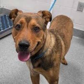 Banjo -  Mixed Breed Dog for Adoption in Knoxville, Tennessee - Banjo | PetCurious